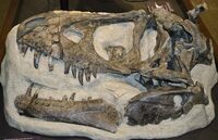 Daspletosaurus skull from Montana in the Museum of the Rockies.